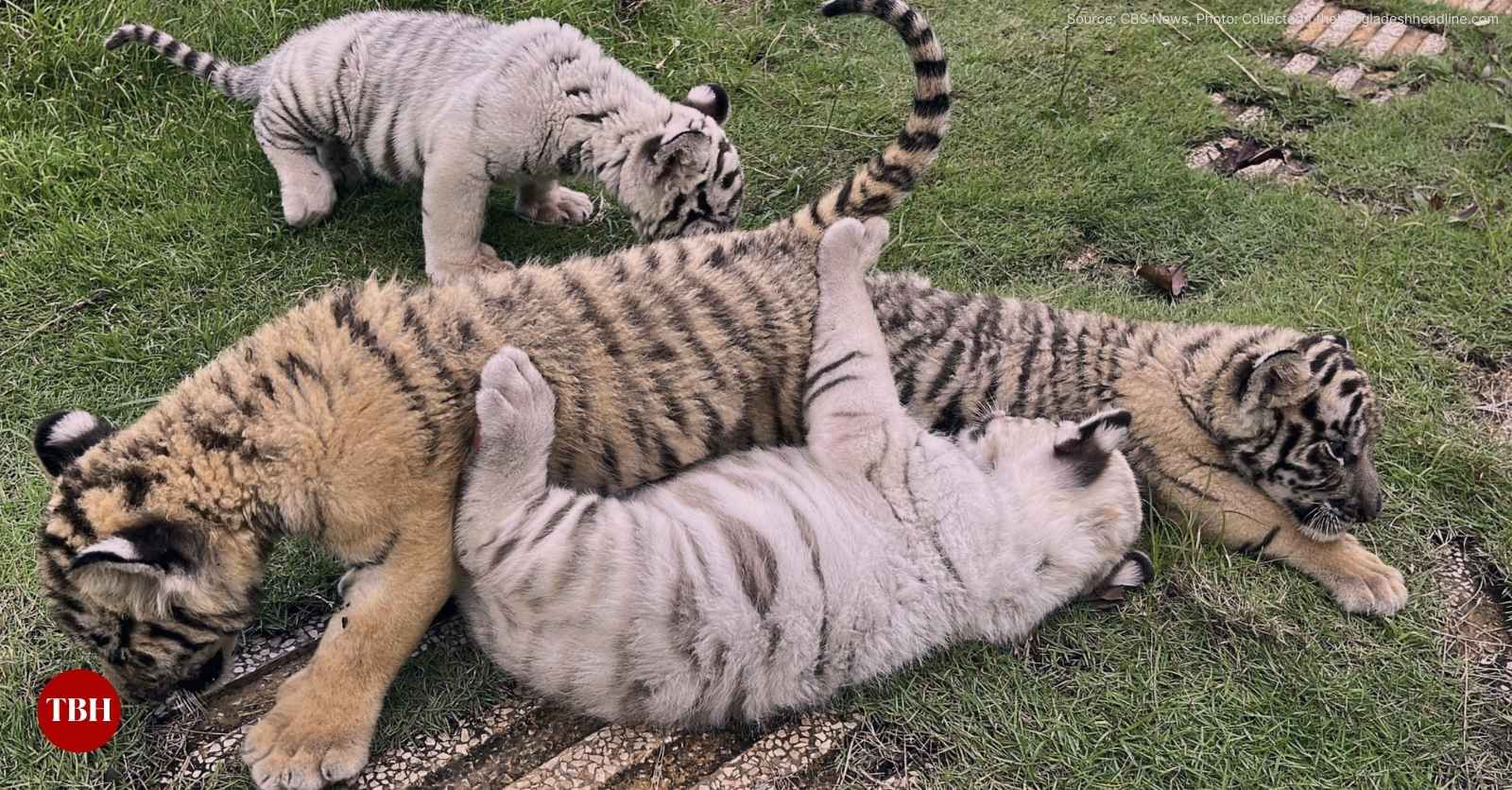 Bird Flu Kills 47 tigers, 3 Lions and A Panther in Vietnam Zoos